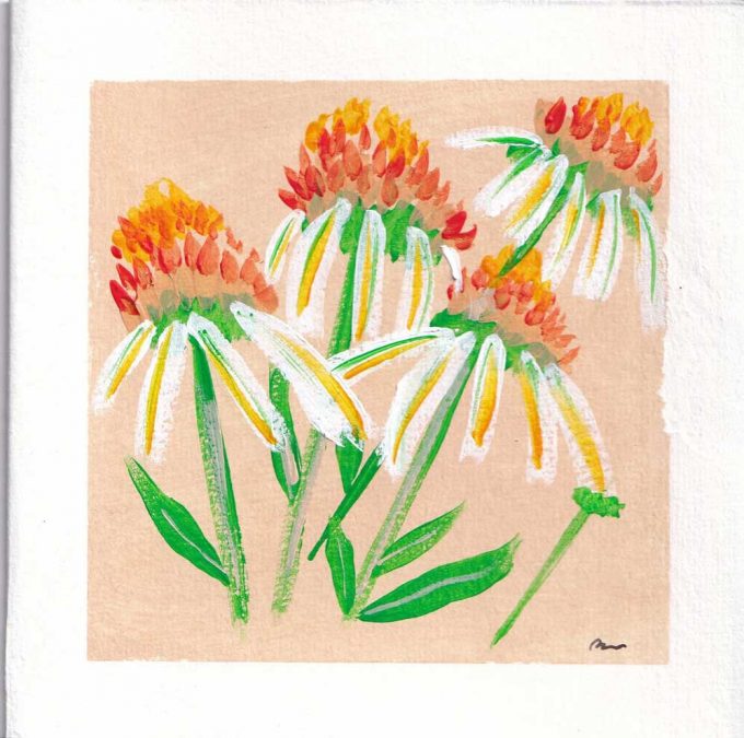 A Square art card of the ECHINACEA-PURPUREA flower hand painted by The Herringbone Studio